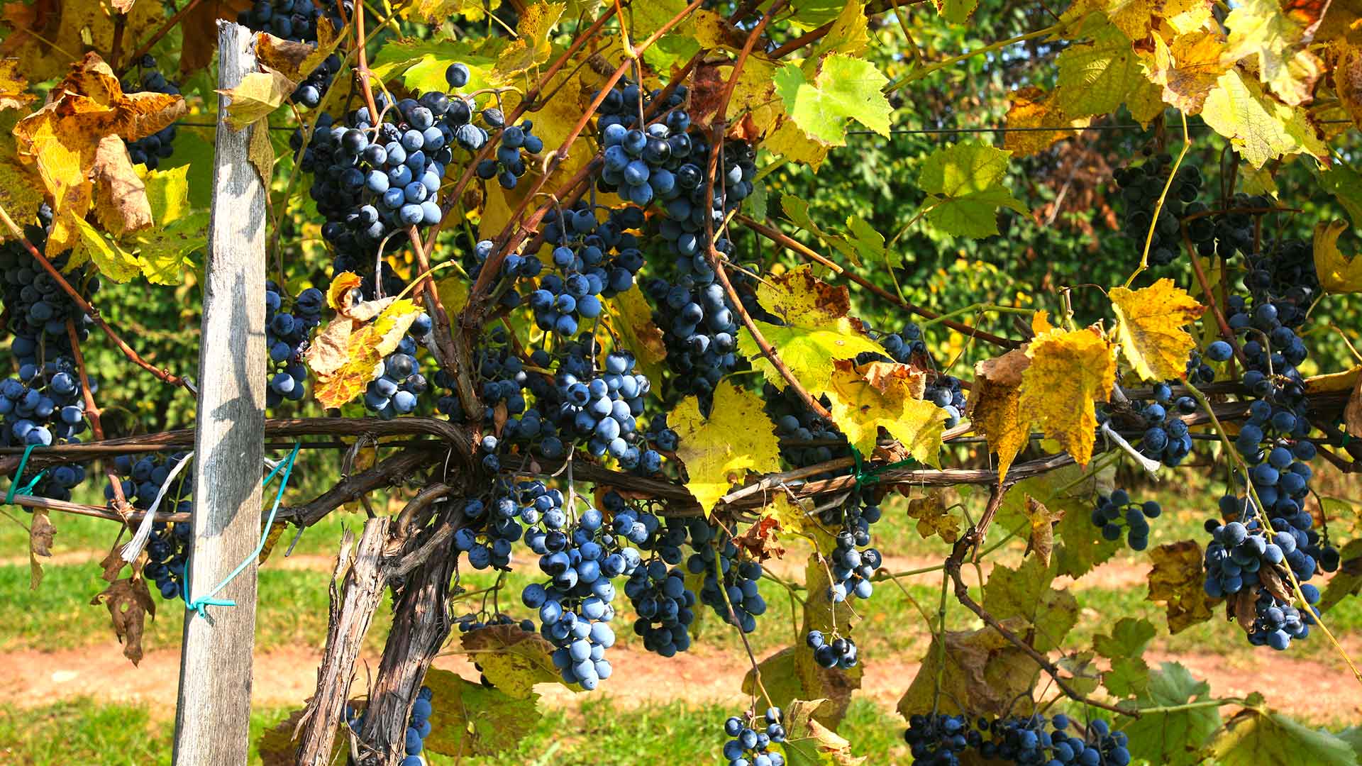 Balaton-felvidék, vörös borszőlő.