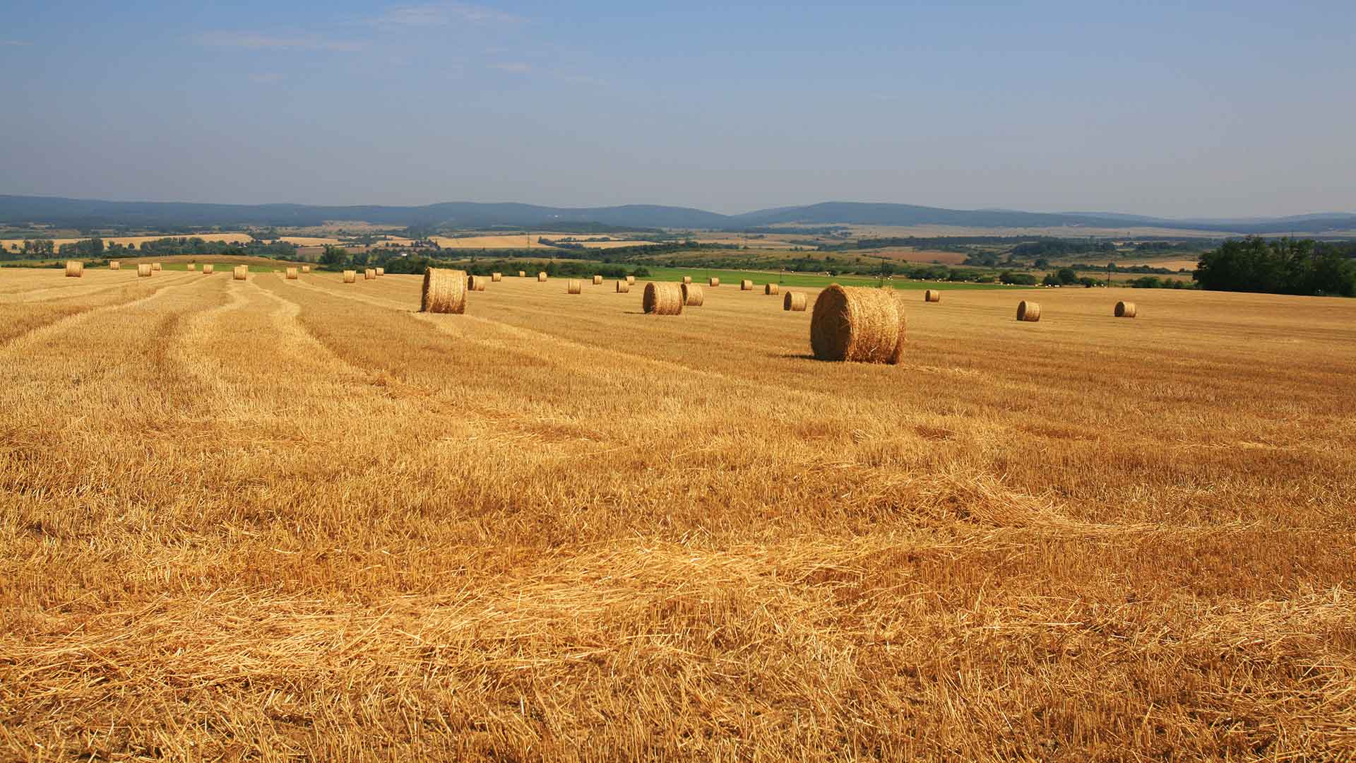 Aratás utáni szalmabálák, a Balaton-felvidéken