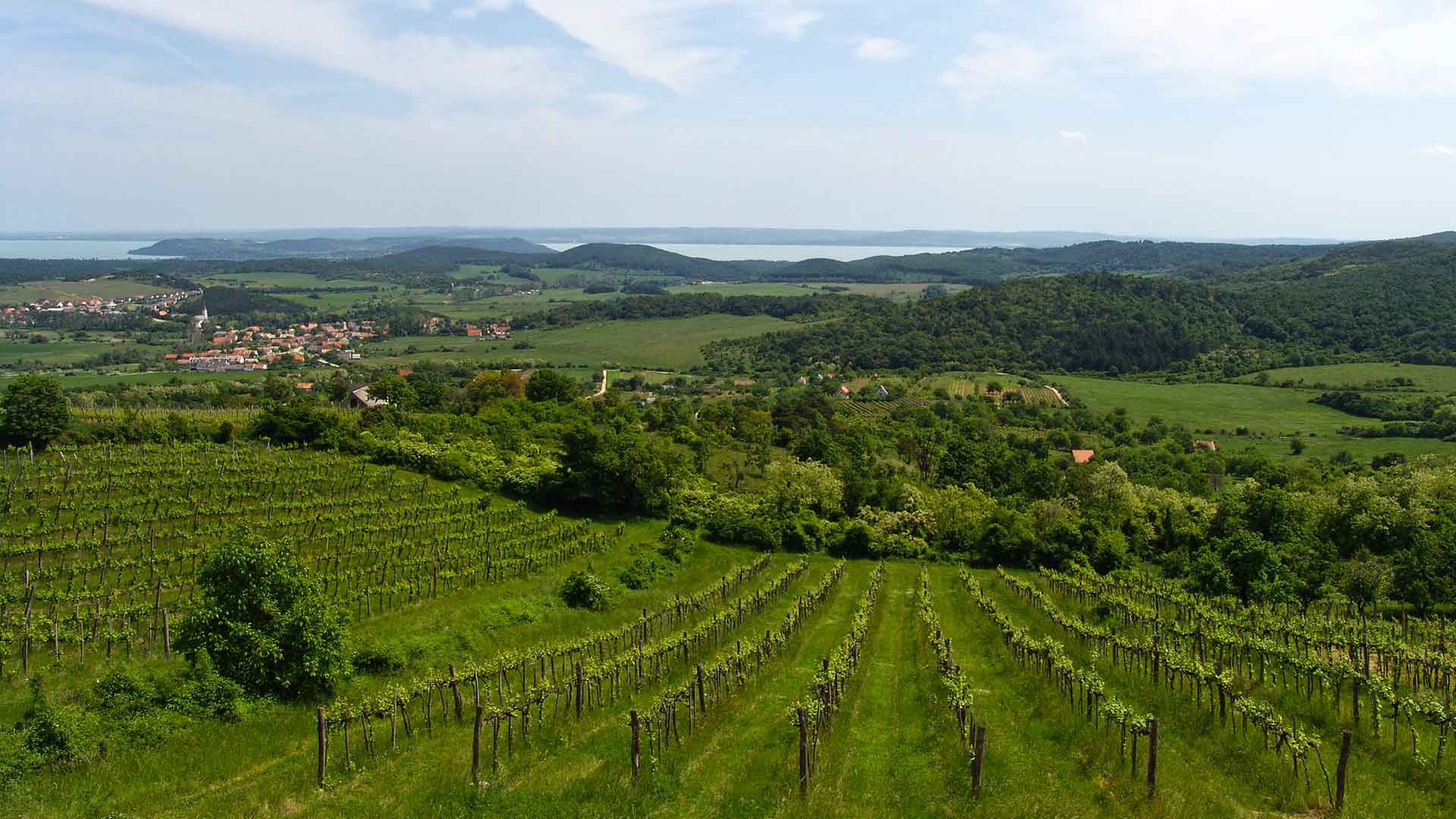 Panoráma a Balaton északi partján, a Pécselyi-medencében