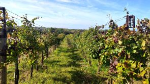 A Balaton féli partján, szőlő és földipince eladó